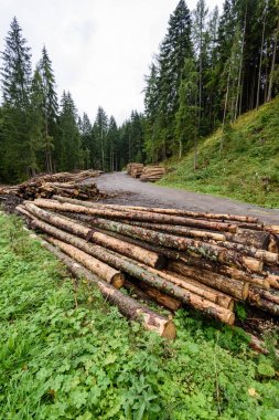 Orman yolunda büyük bir odun yığını