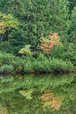 sabah sis göl suda ağaçların yansımalar