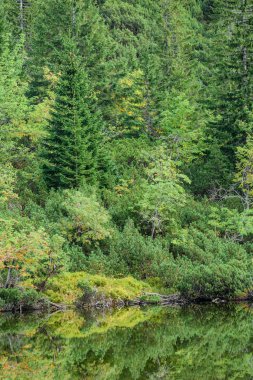 sabah sis göl suda ağaçların yansımalar