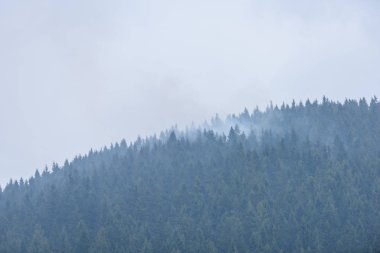 Panoramik dağ bölgesinde sisli orman