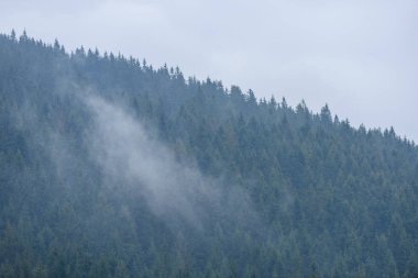 Panoramik dağ bölgesinde sisli orman
