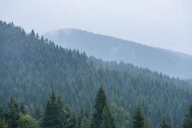 Panoramik dağ bölgesinde sisli orman
