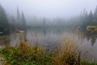 sabah sis göl suda ağaçların yansımalar
