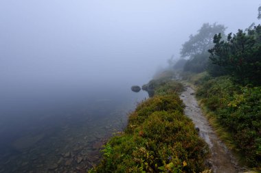 sabah sis göl suda ağaçların yansımalar