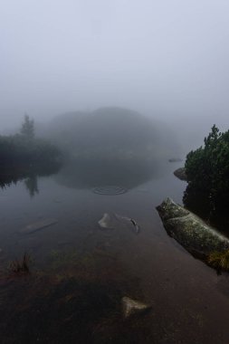 sabah sis ile göl suda ağaçların yansımalar 