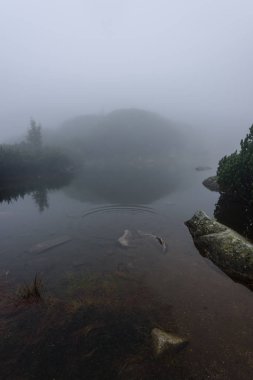 sabah sis ile göl suda ağaçların yansımalar 