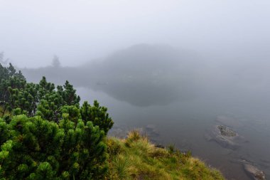 sabah sis göl suda ağaçların yansımalar