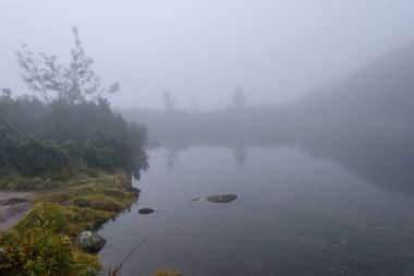 sabah sis göl suda ağaçların yansımalar