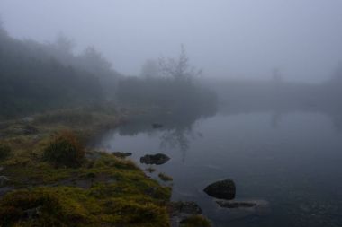 sabah sis göl suda ağaçların yansımalar