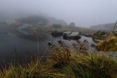 sabah sis göl suda ağaçların yansımalar