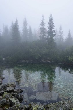 sabah sis göl suda ağaçların yansımalar