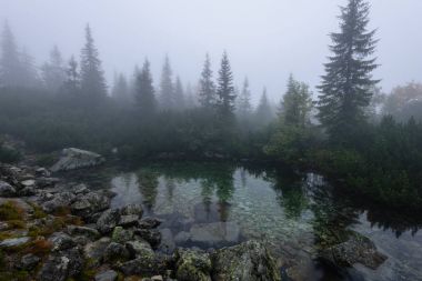 sabah sis göl suda ağaçların yansımalar