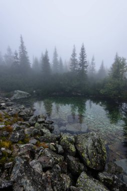 sabah sis göl suda ağaçların yansımalar