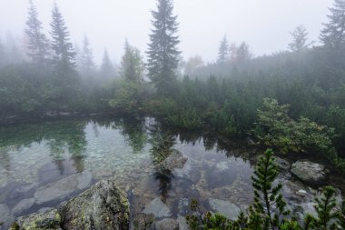 sabah sis göl suda ağaçların yansımalar