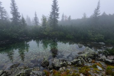 sabah sis göl suda ağaçların yansımalar