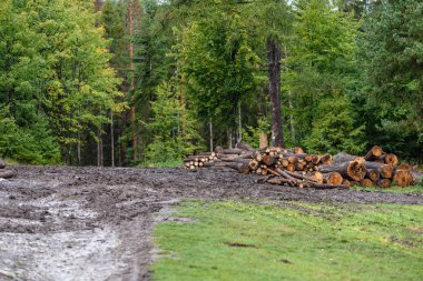 Orman yolunda büyük bir odun yığını
