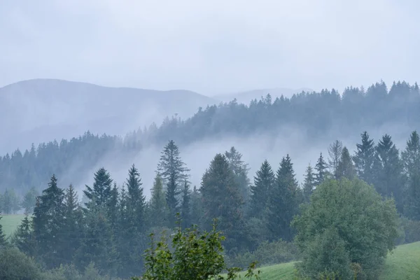 Panoramatický pohled mlžný Les v horské oblasti — Stock fotografie