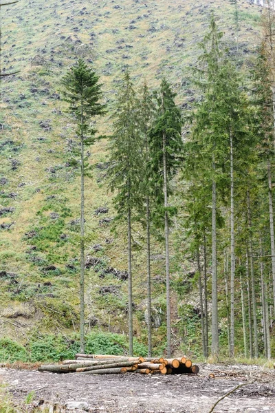 Uma grande pilha de madeira em uma estrada florestal — Fotografia de Stock