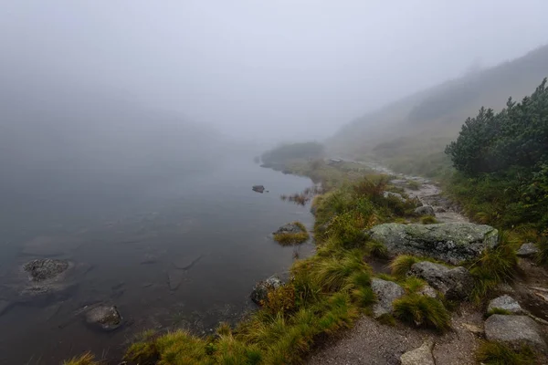 Відображення дерев у воді озера в ранковому тумані — стокове фото