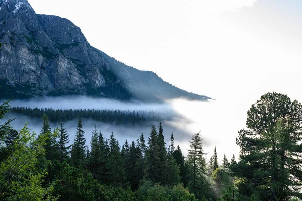 Panoramatický pohled mlžný Les v horské oblasti s hory h — Stock fotografie