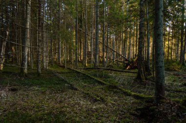 sabah ormanda temizleyin. Ladin ve çam ağacı orman tru ile