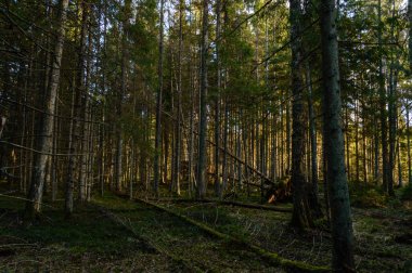 sabah ormanda temizleyin. Ladin ve çam ağacı orman tru ile