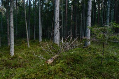 sabah ormanda temizleyin. Ladin ve çam ağacı orman tru ile