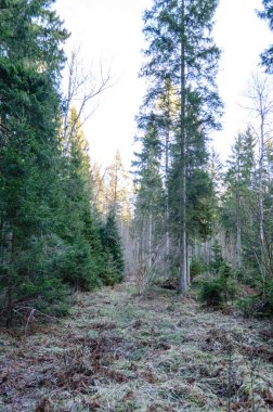 sabah ormanda temizleyin. Ladin ve çam ağacı orman tru ile