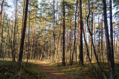 sabah ormanda temizleyin. Ladin ve çam ağacı orman tru ile