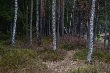 huş ağacı gövde doku
