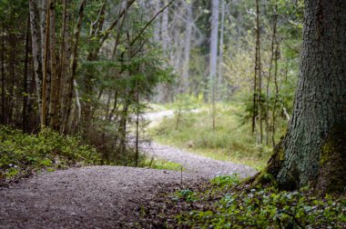 Boş yol yaz aylarında şehir dışında. çakıl yüzeyi