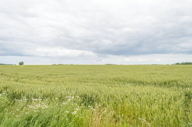 Buğday tarlası ve bulutlu yaz manzarası