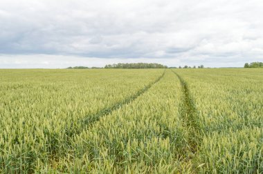Buğday tarlası ve bulutlu yaz manzarası