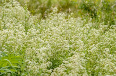 Buğday tarlası ve bulutlu yaz manzarası
