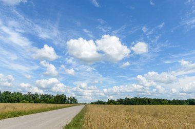 Buğday tarlası ve bulutlu yaz manzarası