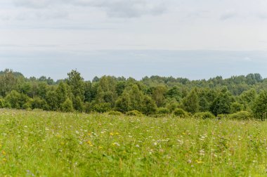 Buğday tarlası ve bulutlu yaz manzarası