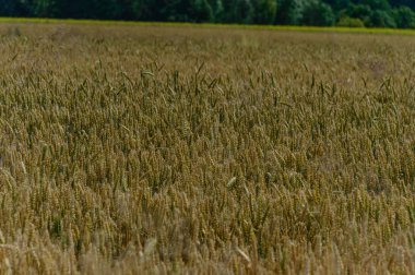 Buğday tarlası ve bulutlu yaz manzarası