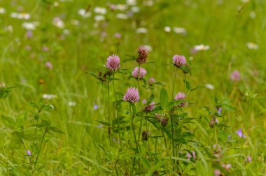 Buğday tarlası ve bulutlu yaz manzarası