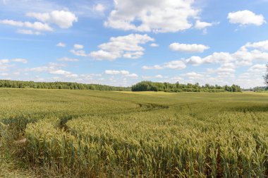 Buğday tarlası ve bulutlu yaz manzarası