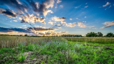 Buğday tarlası ve bulutlu yaz manzarası