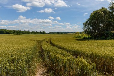 Buğday tarlası ve bulutlu yaz manzarası