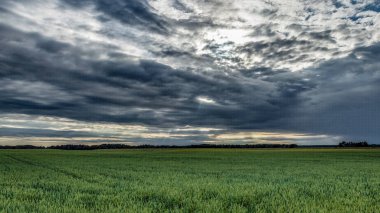 Buğday tarlası ve bulutlu yaz manzarası
