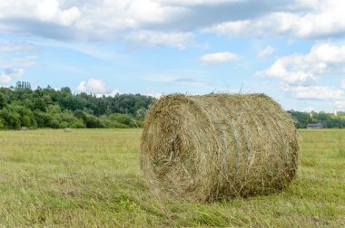 Buğday tarlası ve bulutlu yaz manzarası