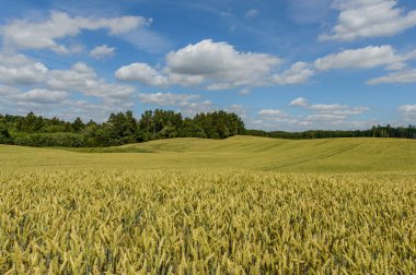 Buğday tarlası ve bulutlu yaz manzarası