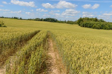 Buğday tarlası ve bulutlu yaz manzarası