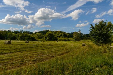Buğday tarlası ve bulutlu yaz manzarası