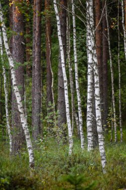 huş ağacı gövde doku