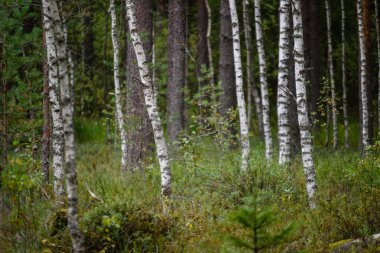 huş ağacı gövde doku
