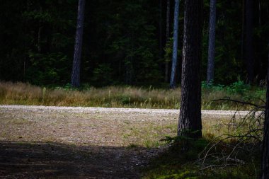 Boş yol yaz aylarında şehir dışında. çakıl yüzeyi