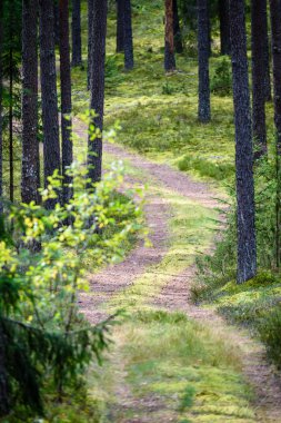 Boş yol yaz aylarında şehir dışında. çakıl yüzeyi